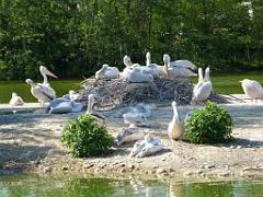 101PARC AUX OISEAUX DANS L AIN 2016 1_000022